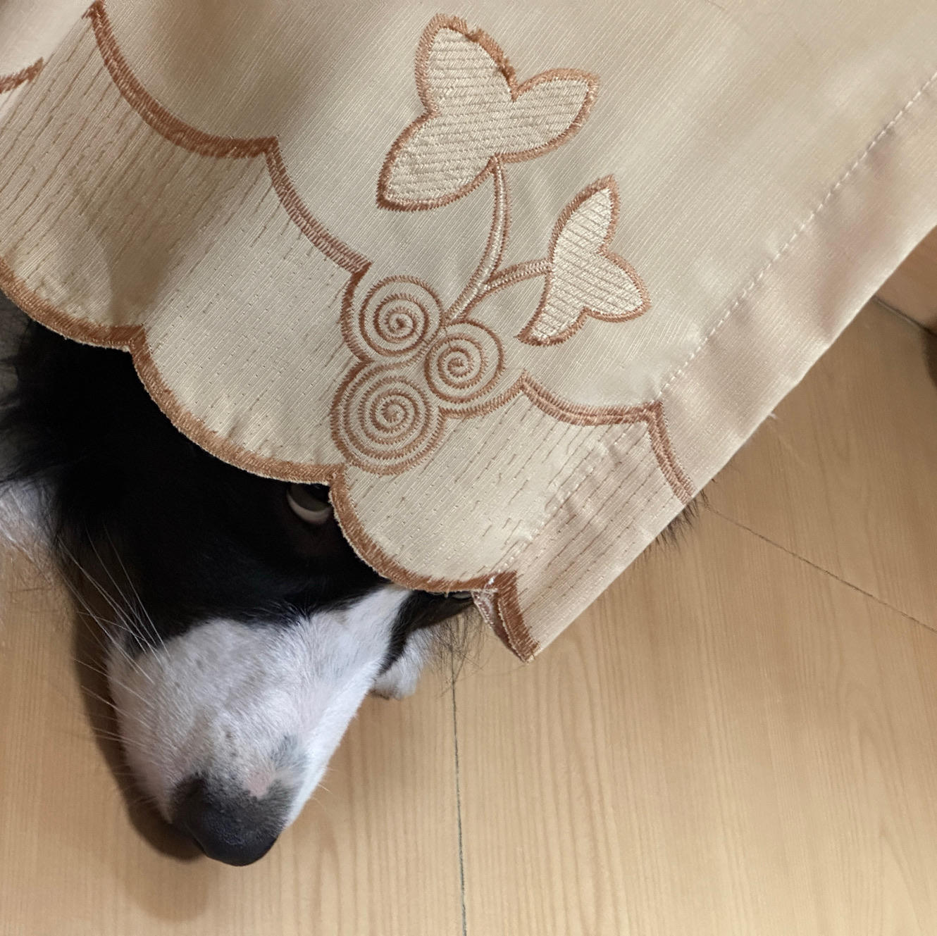 摄摄摄SHE