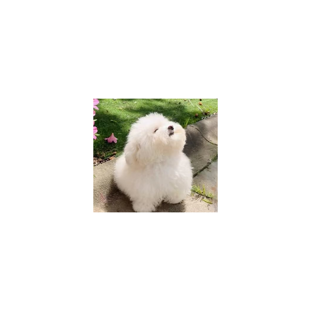 是洛洛吖