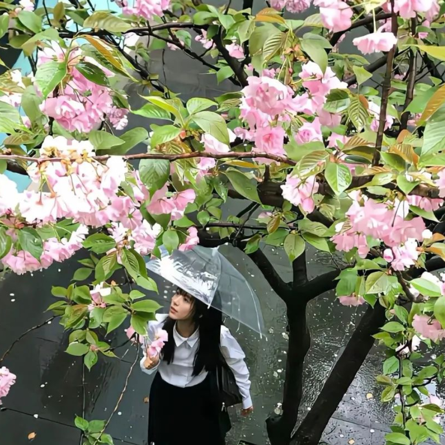 柠檬