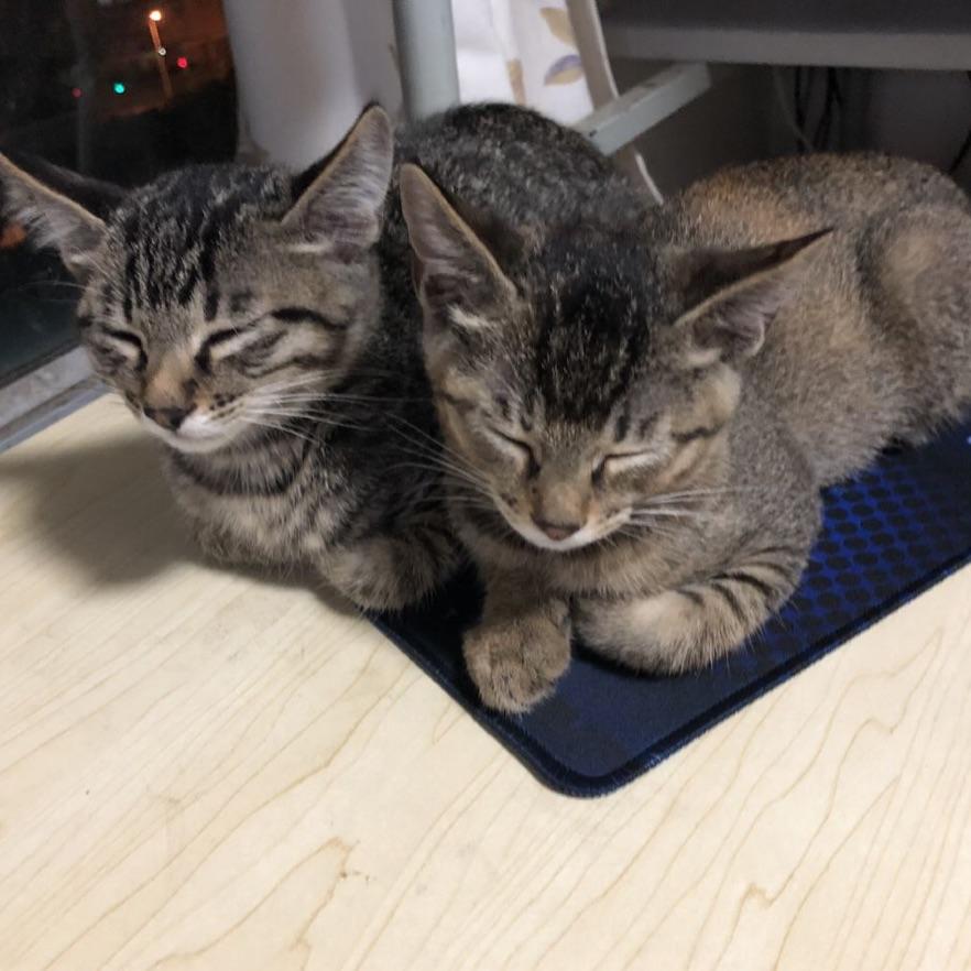 坐下喝猹