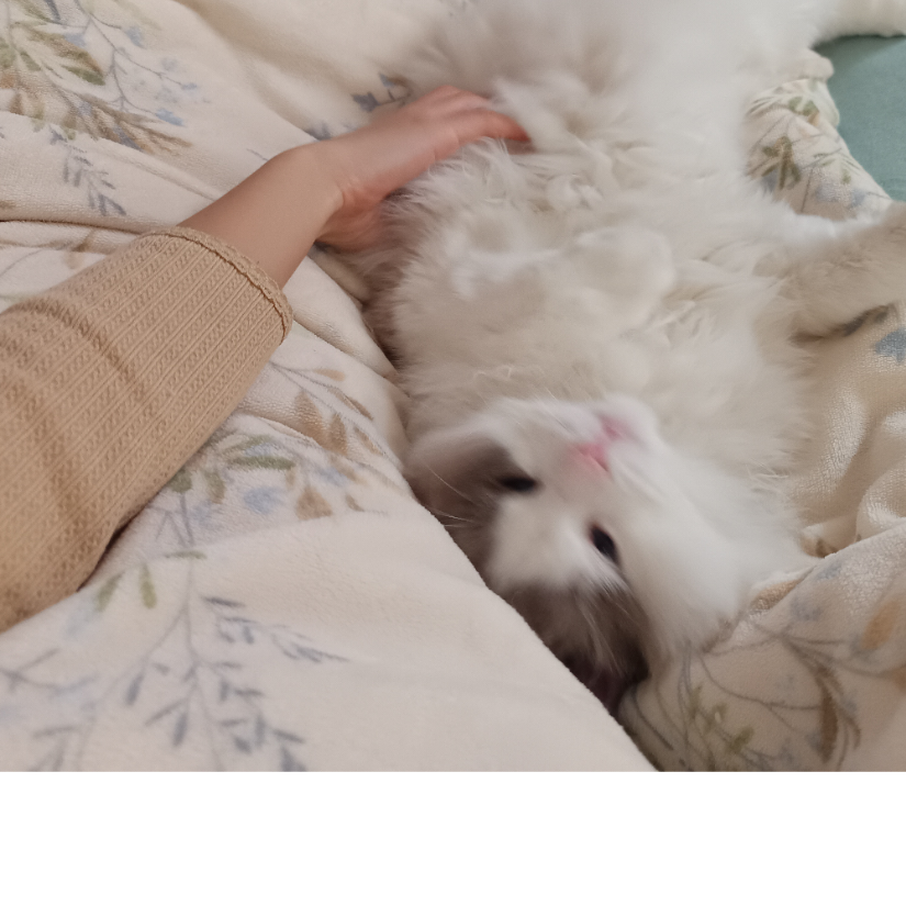 手机用户82933303