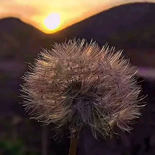 七月