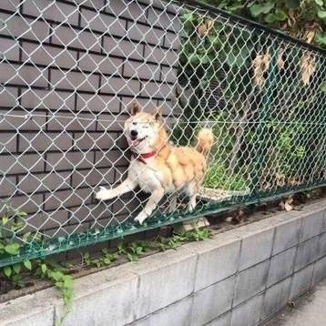 呜喵王