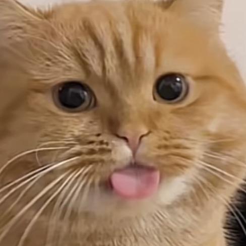 果果壳