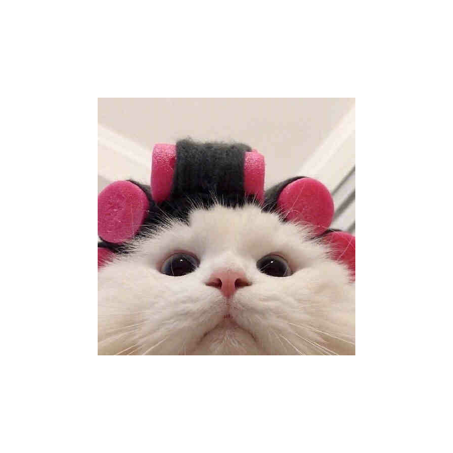 蘑菇