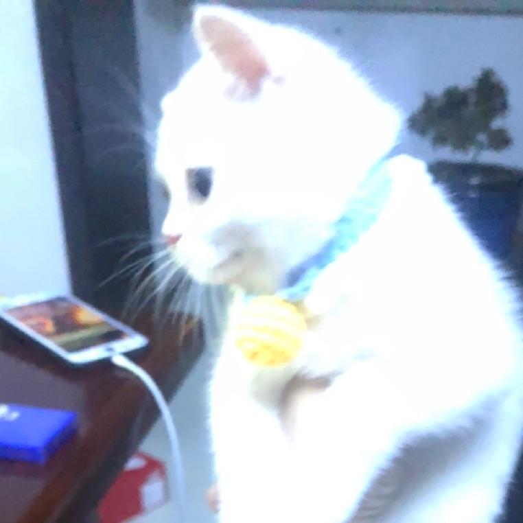 鹤一