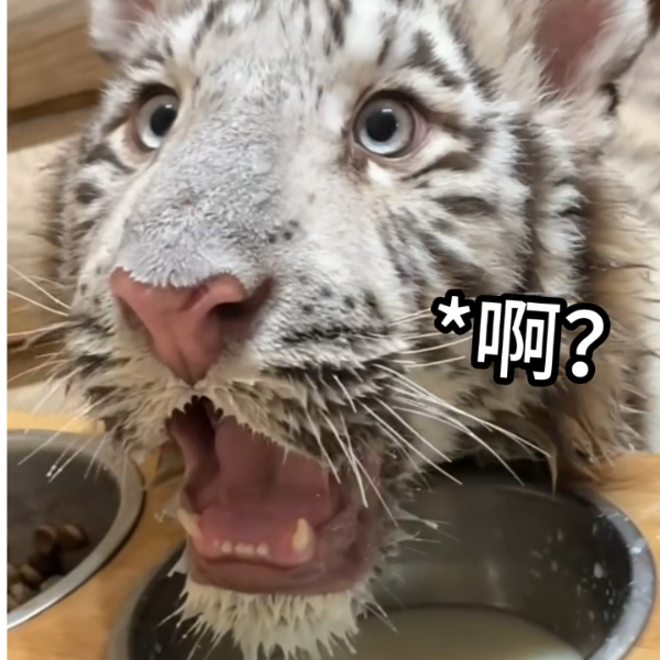 啊？