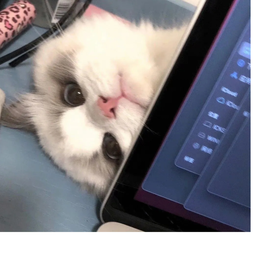 冷猫