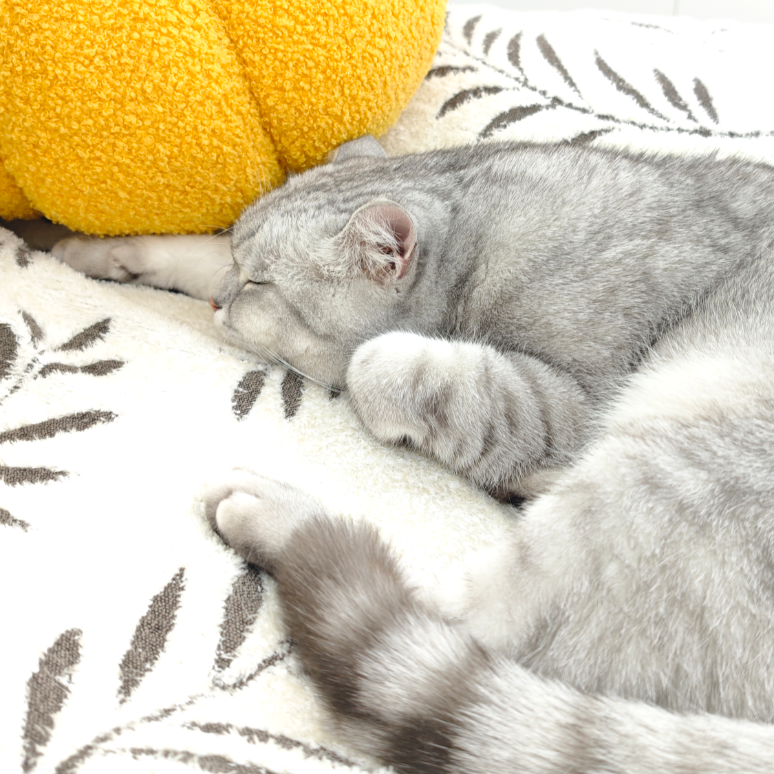 ᥫᩣᮨ໌້拖鞋猫