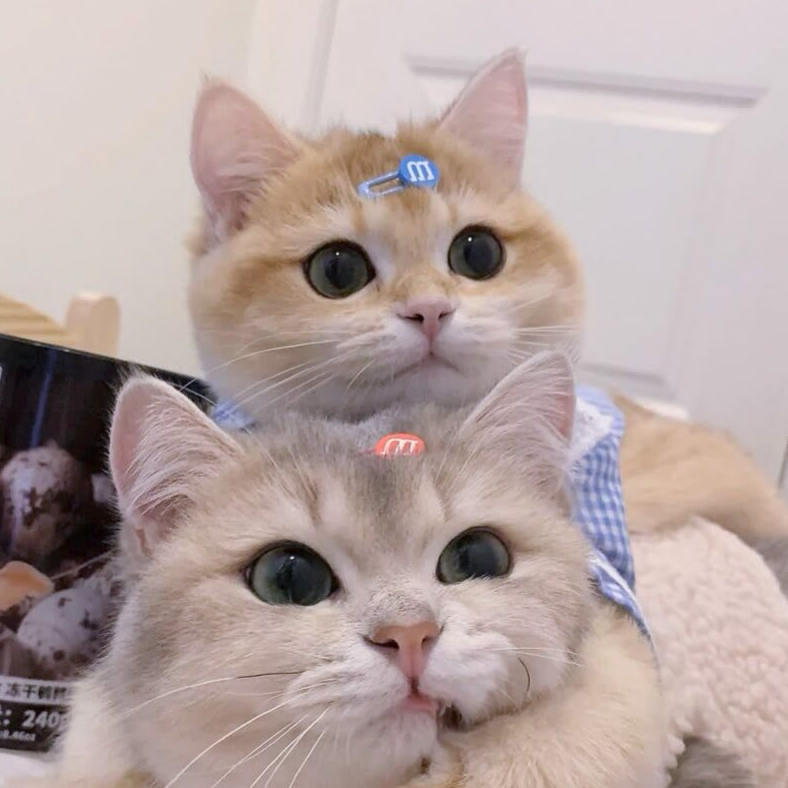 洛雪凝
