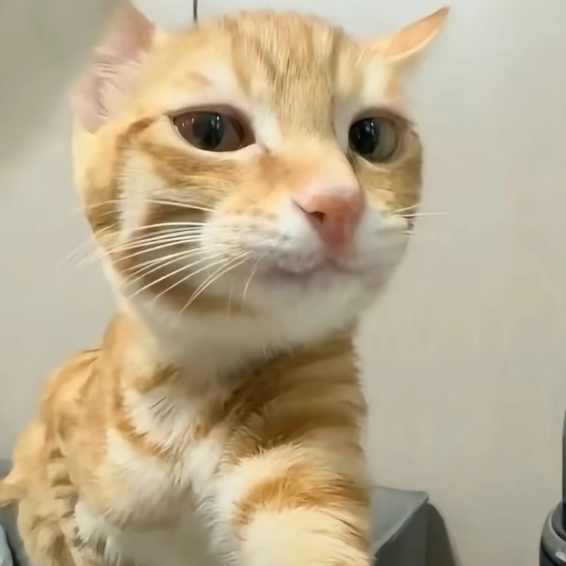 绿鹰