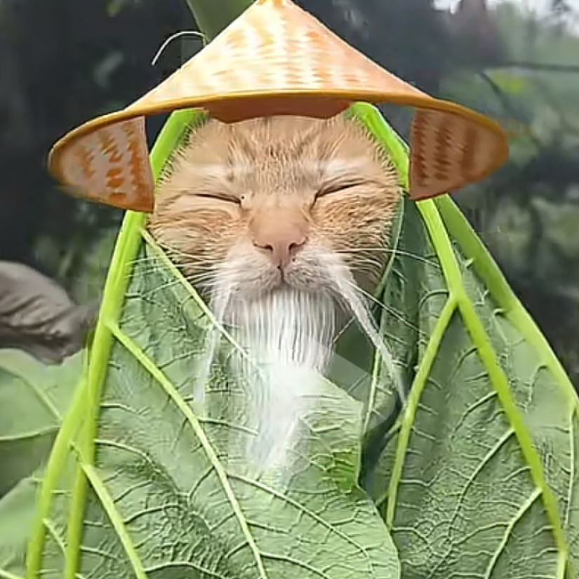 赵承轩