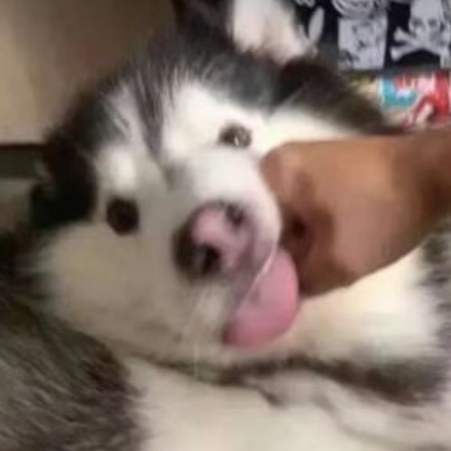 叫我卷心柴