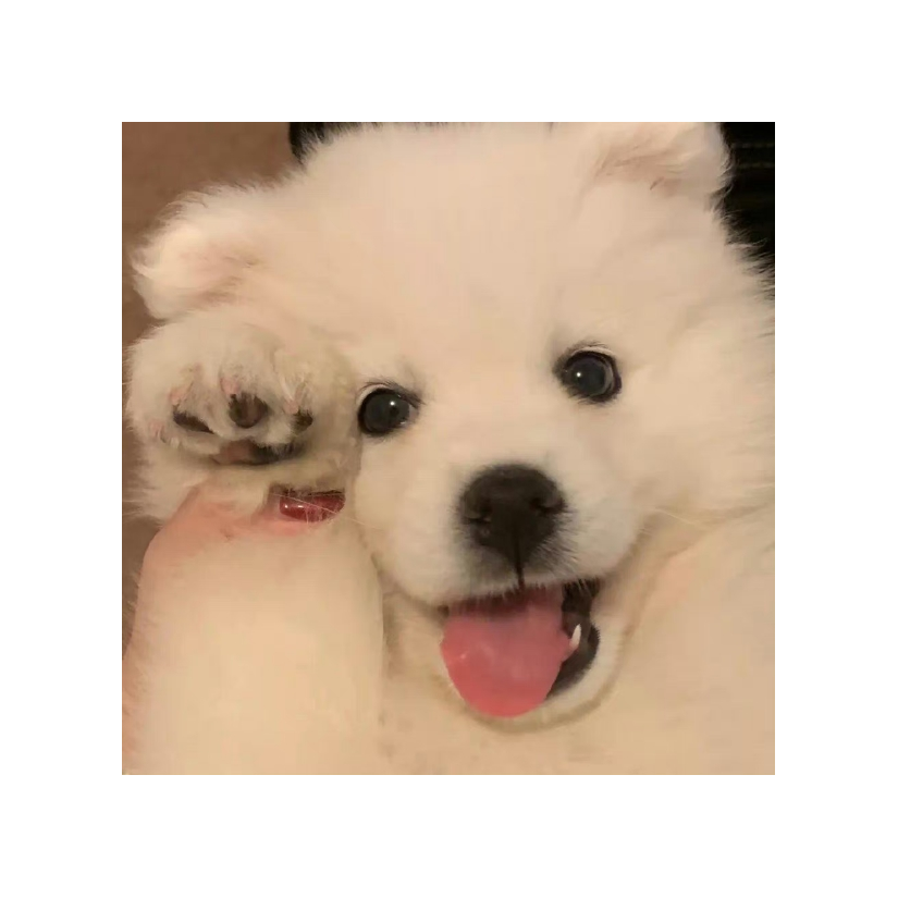 橙子