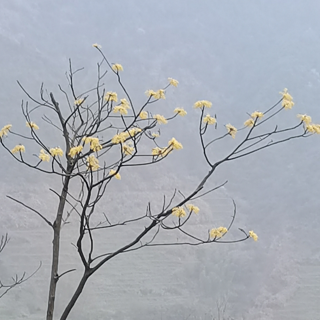 抹茶裙边