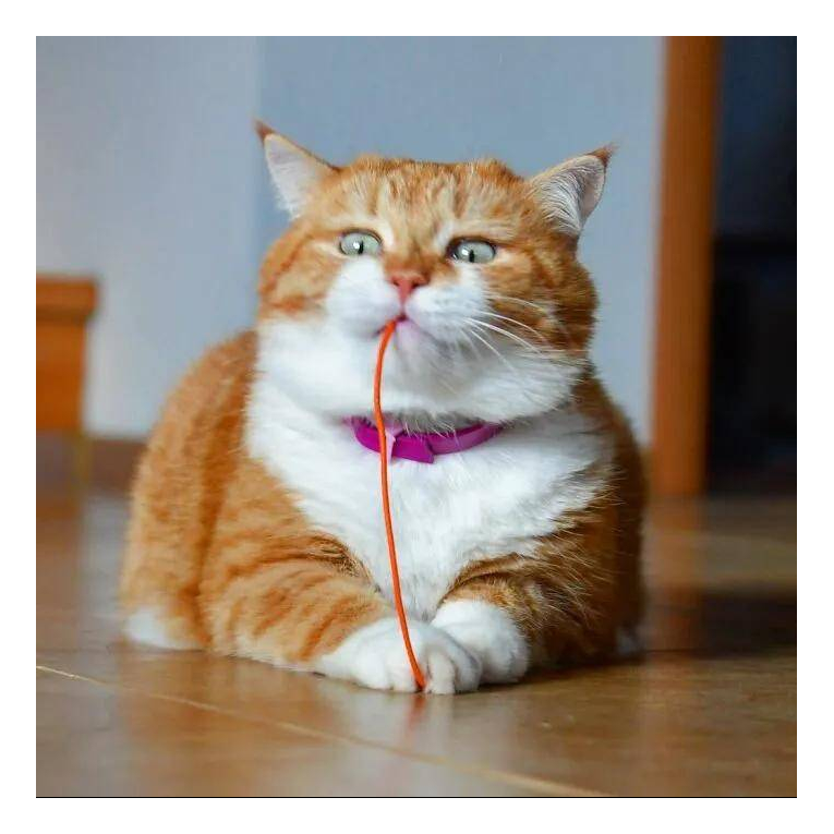 凛音家的猫
