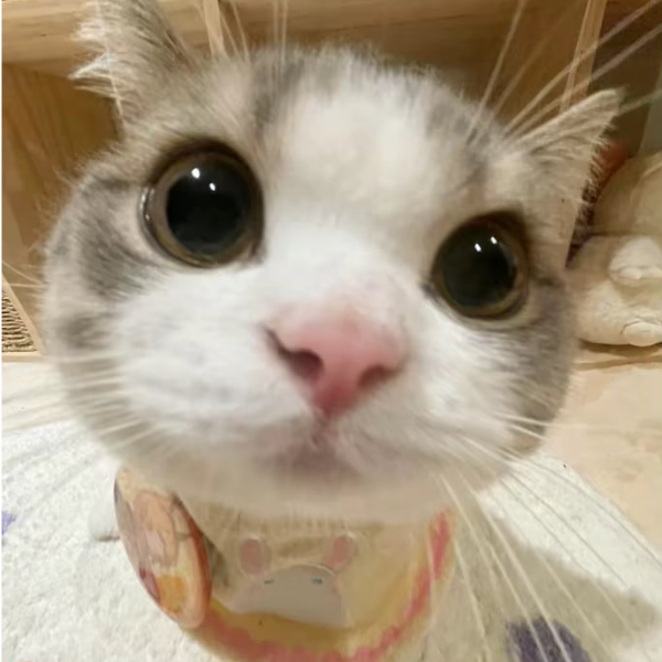 小猫^