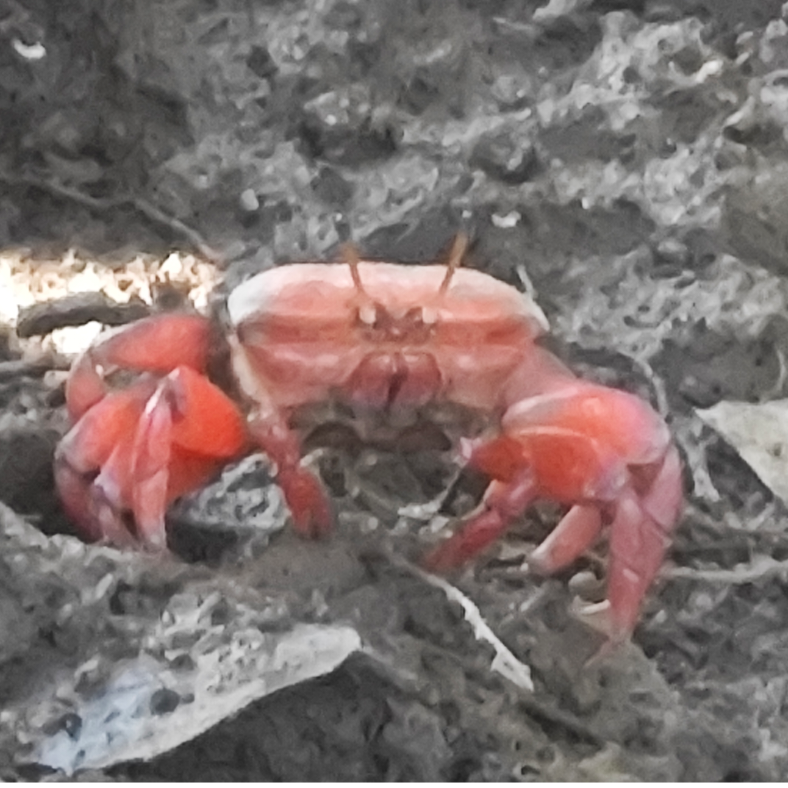 煤球人