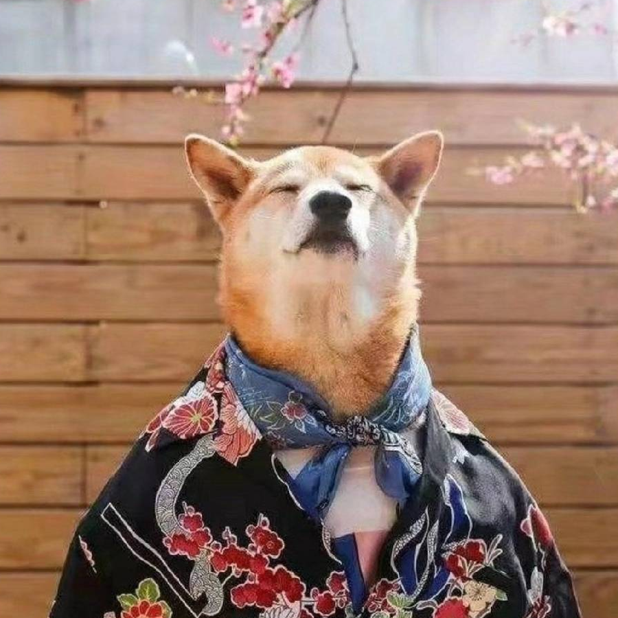 神月十三丶