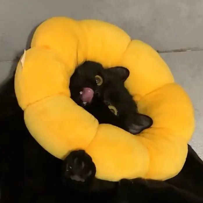 开花小猫