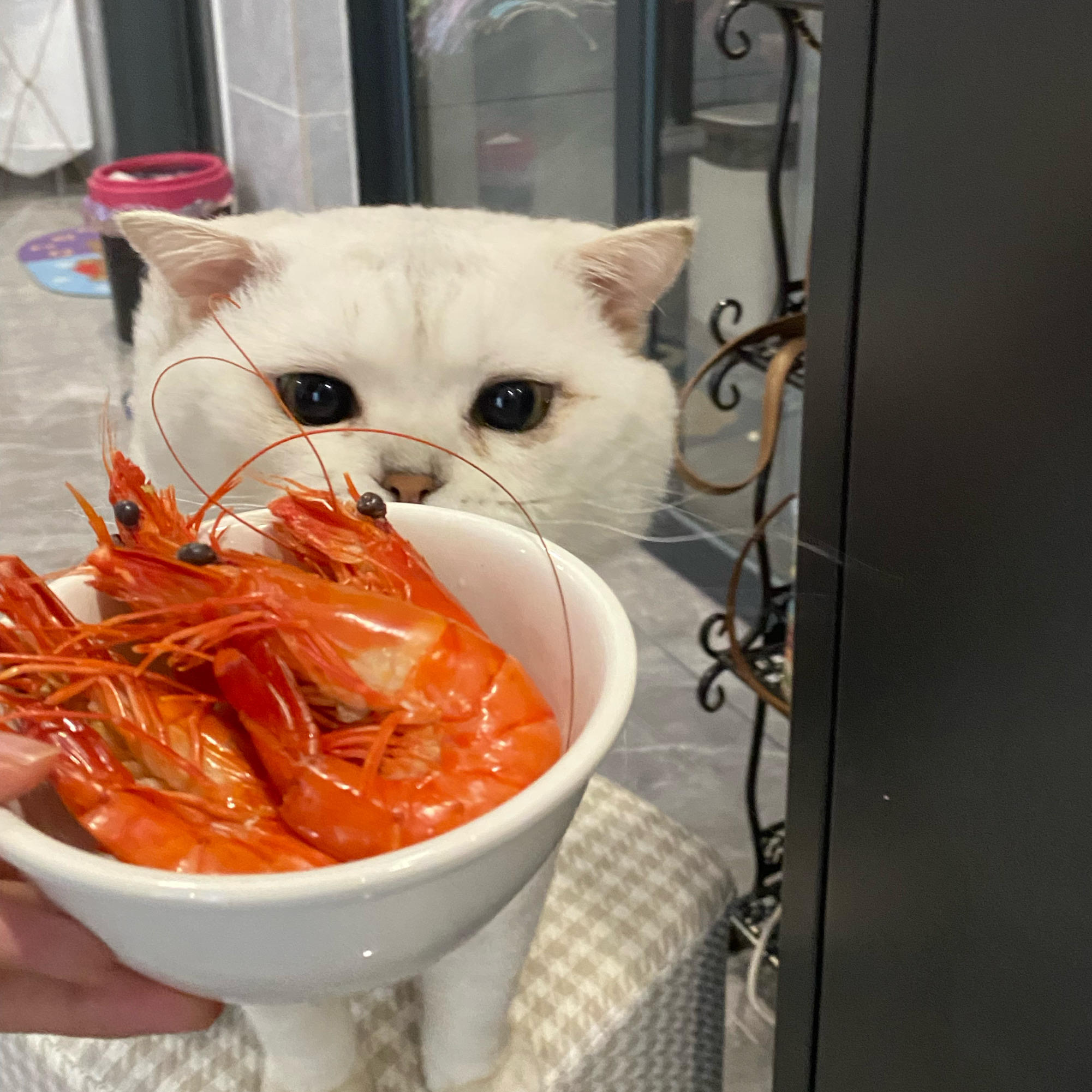 程啊早安-