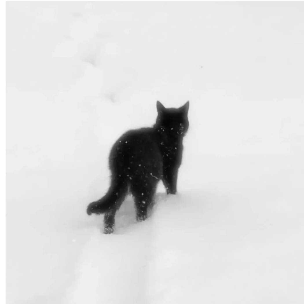 小猫咪就是我