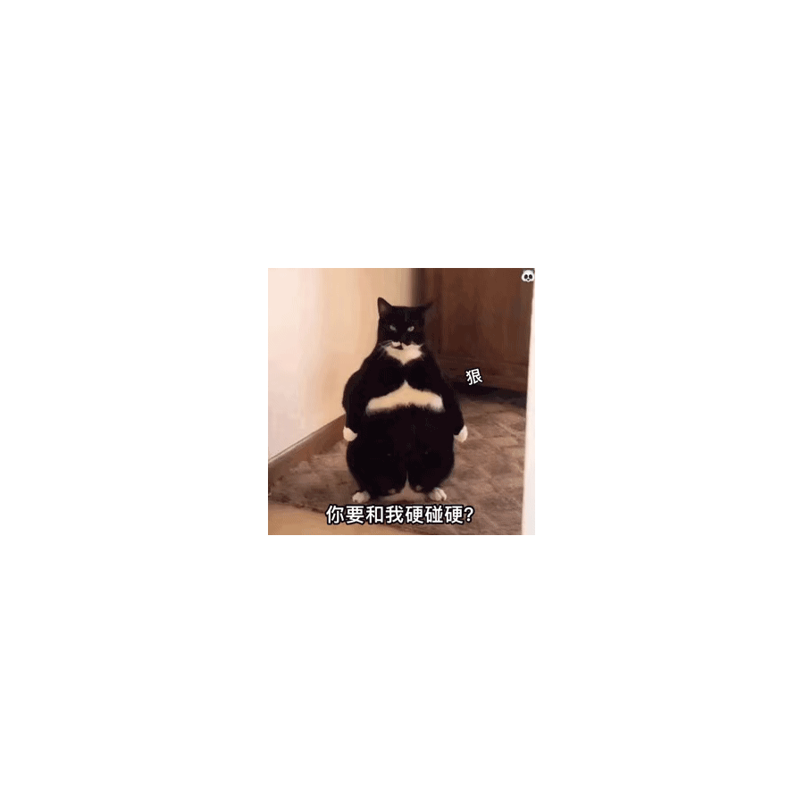 肥肥学长