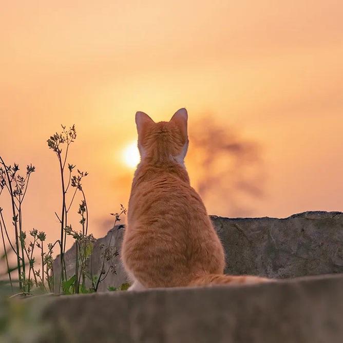 晴树