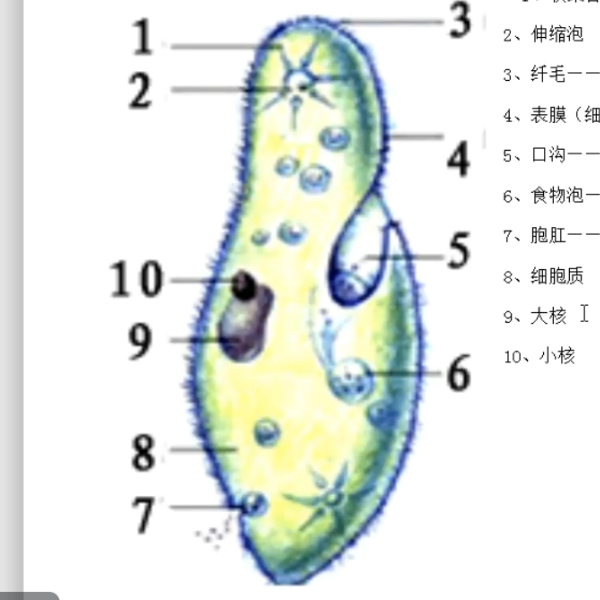 一只草履虫