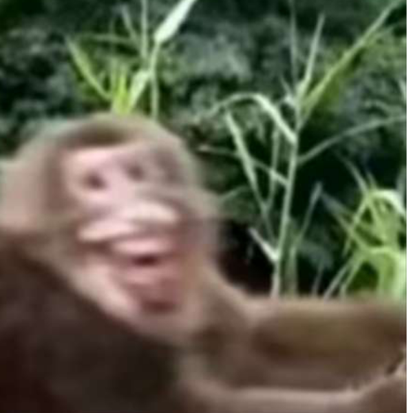 天敌本入
