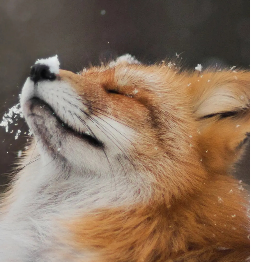 恶棍天使