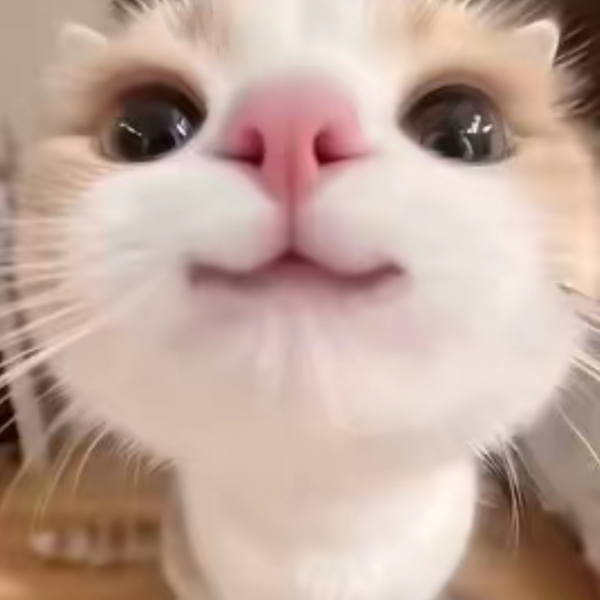 一个纯白无瑕的小猫咪