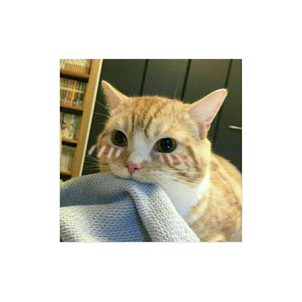 超威牢猫