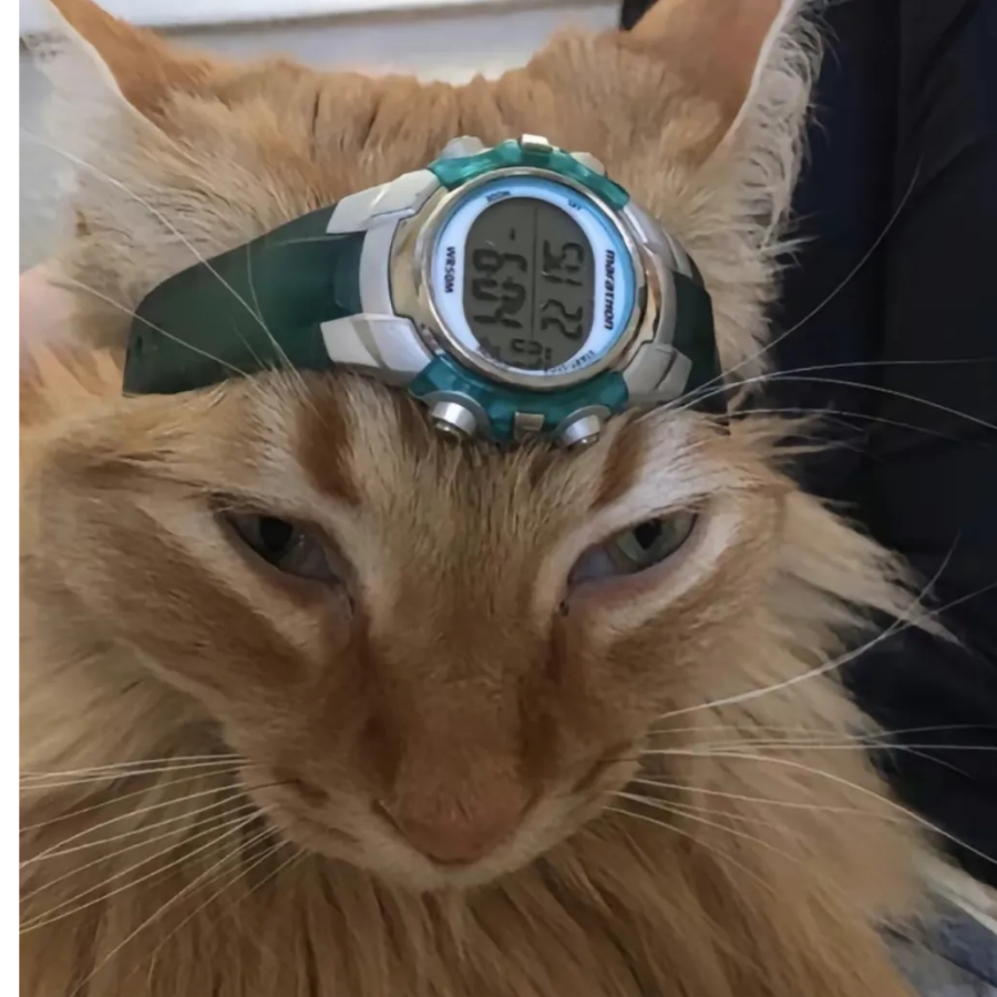 亚比，囧囧囧～