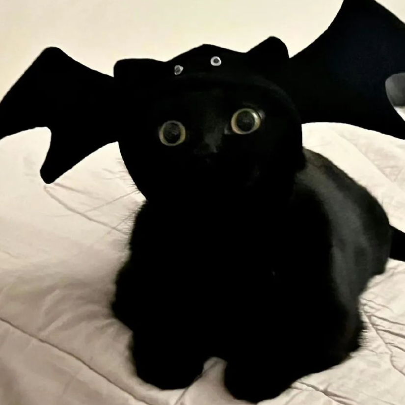 黑猫