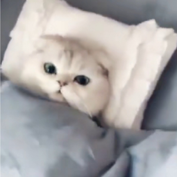 您好