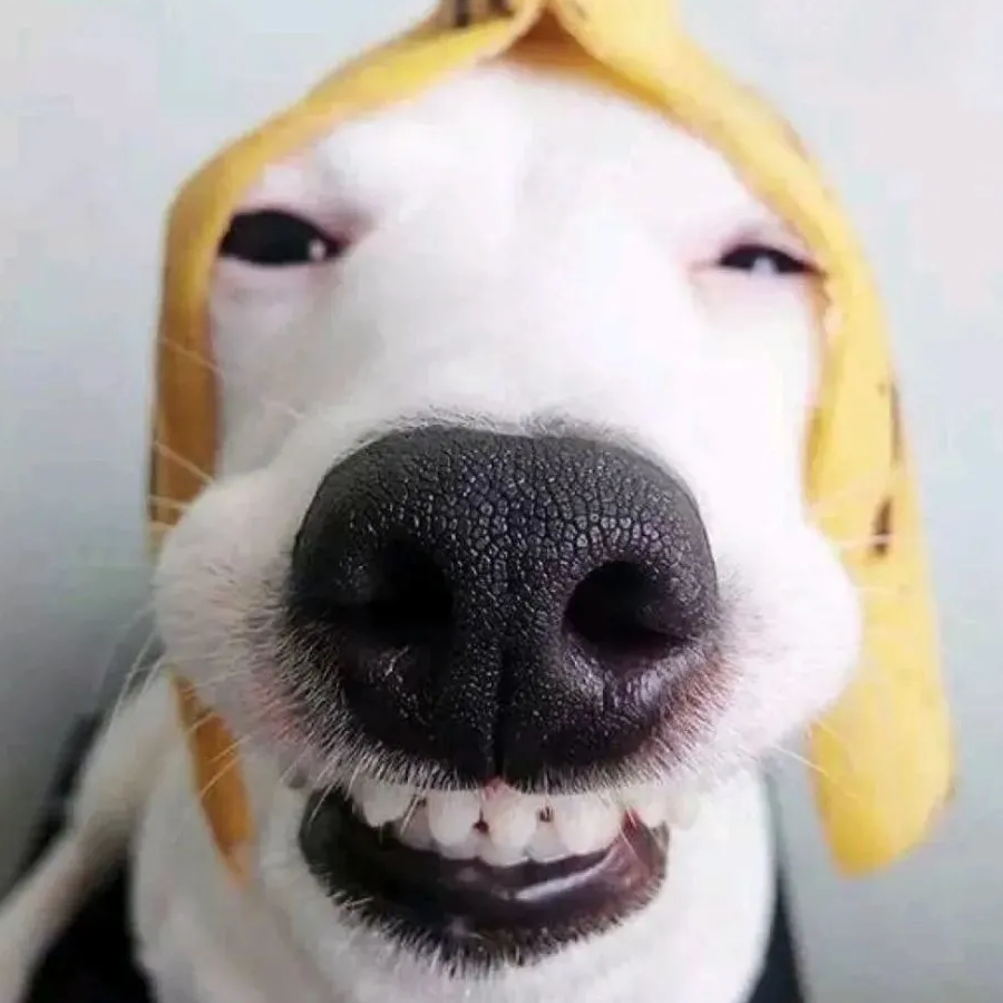 哈豆