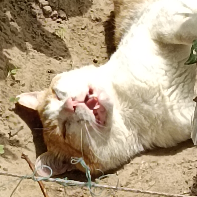 来根鸡腿