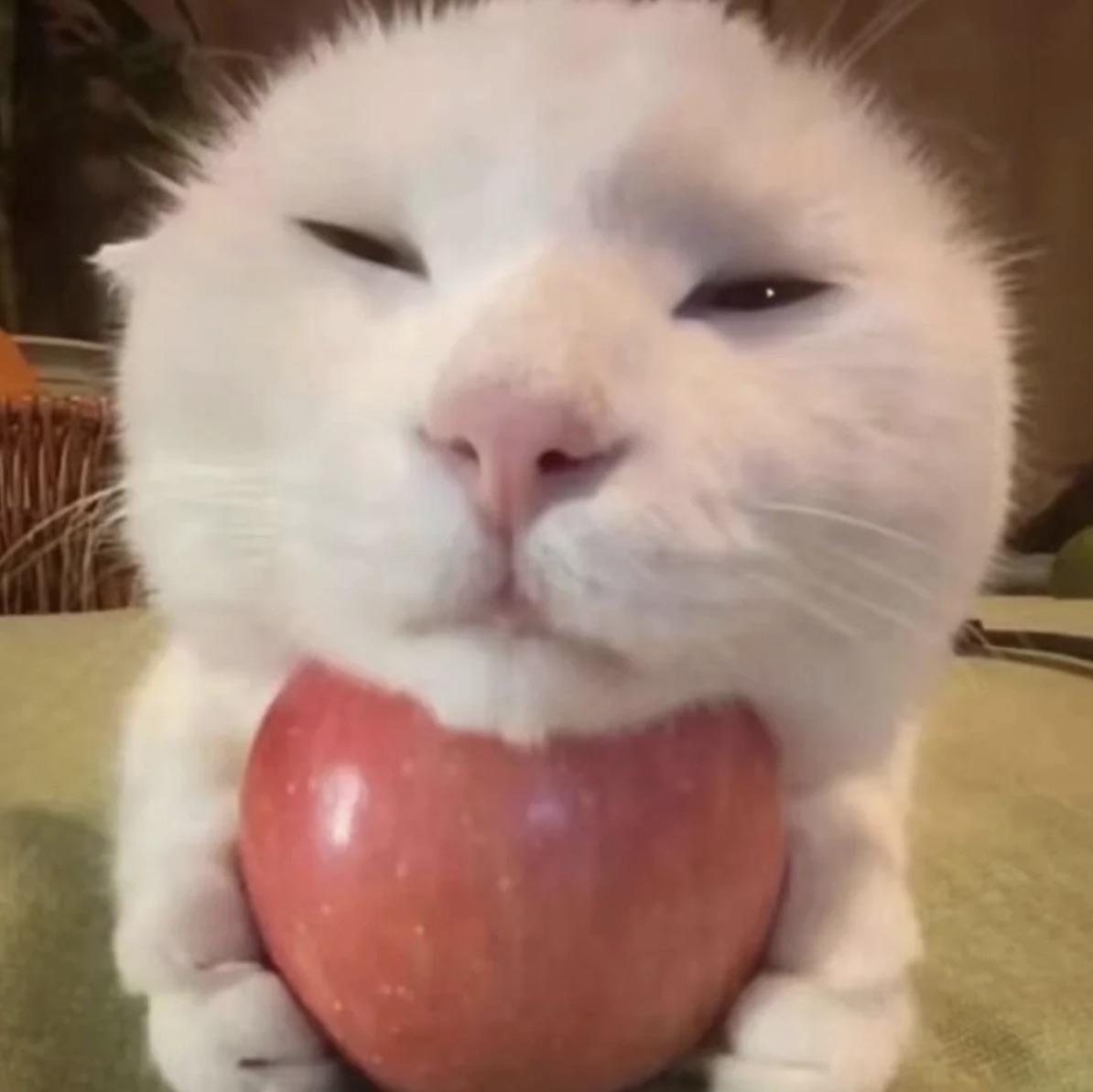 甜狗