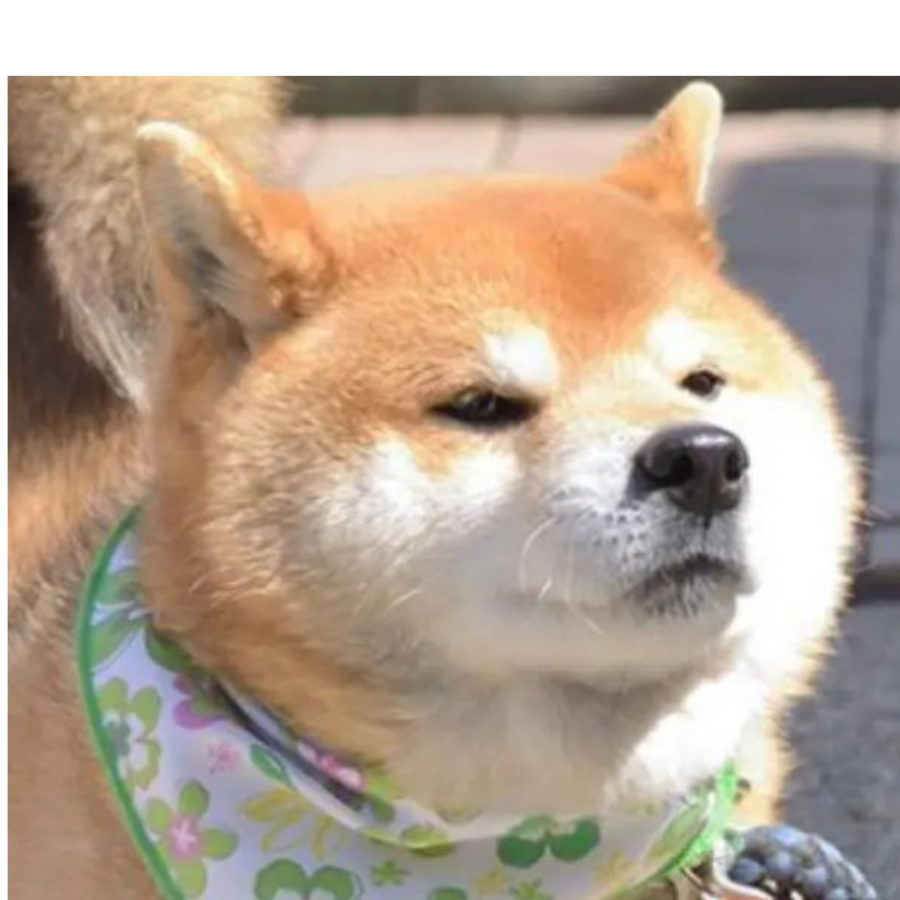 墨羽灯