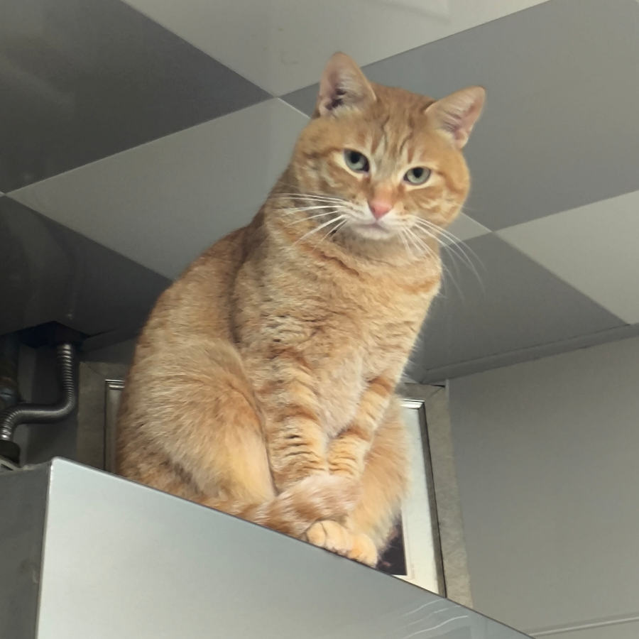 鱼丸鱼蛋小肥虾