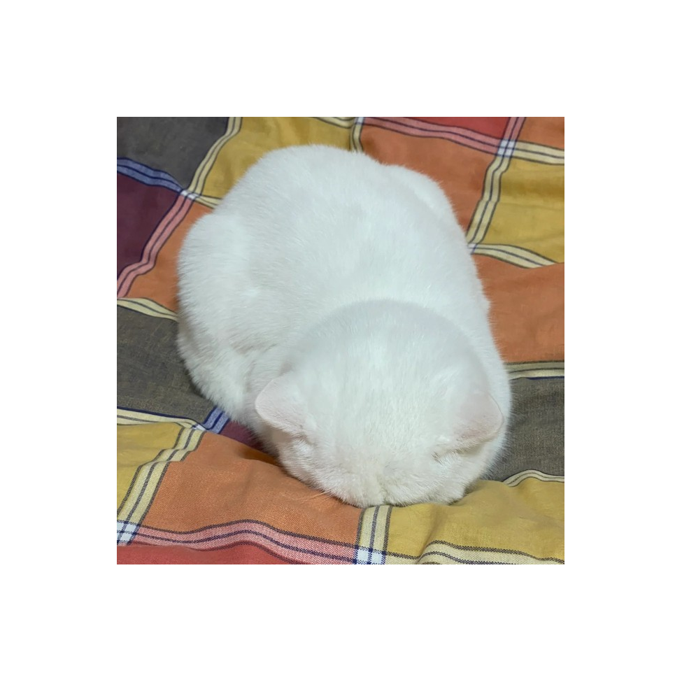 猫猫球
