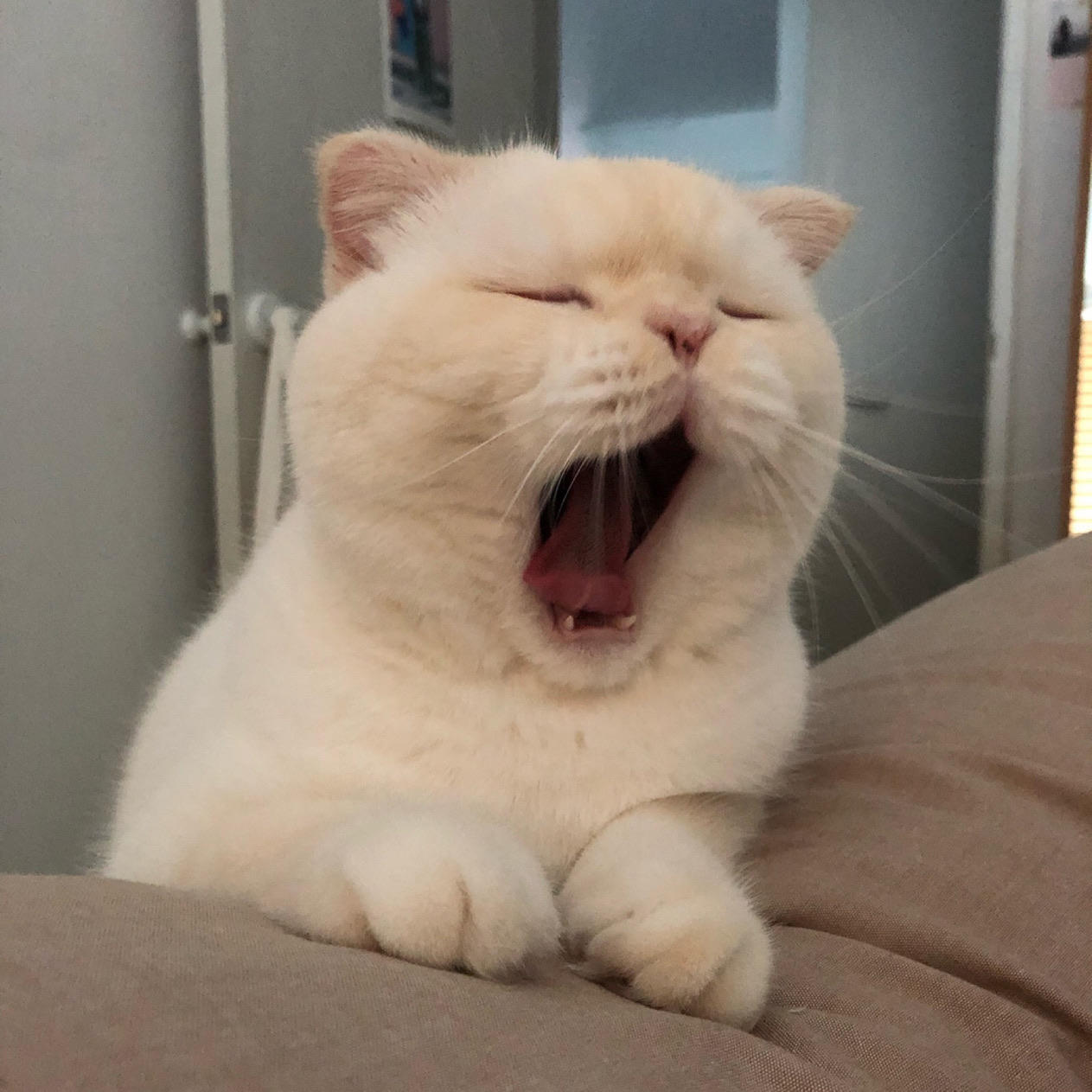 桃夭