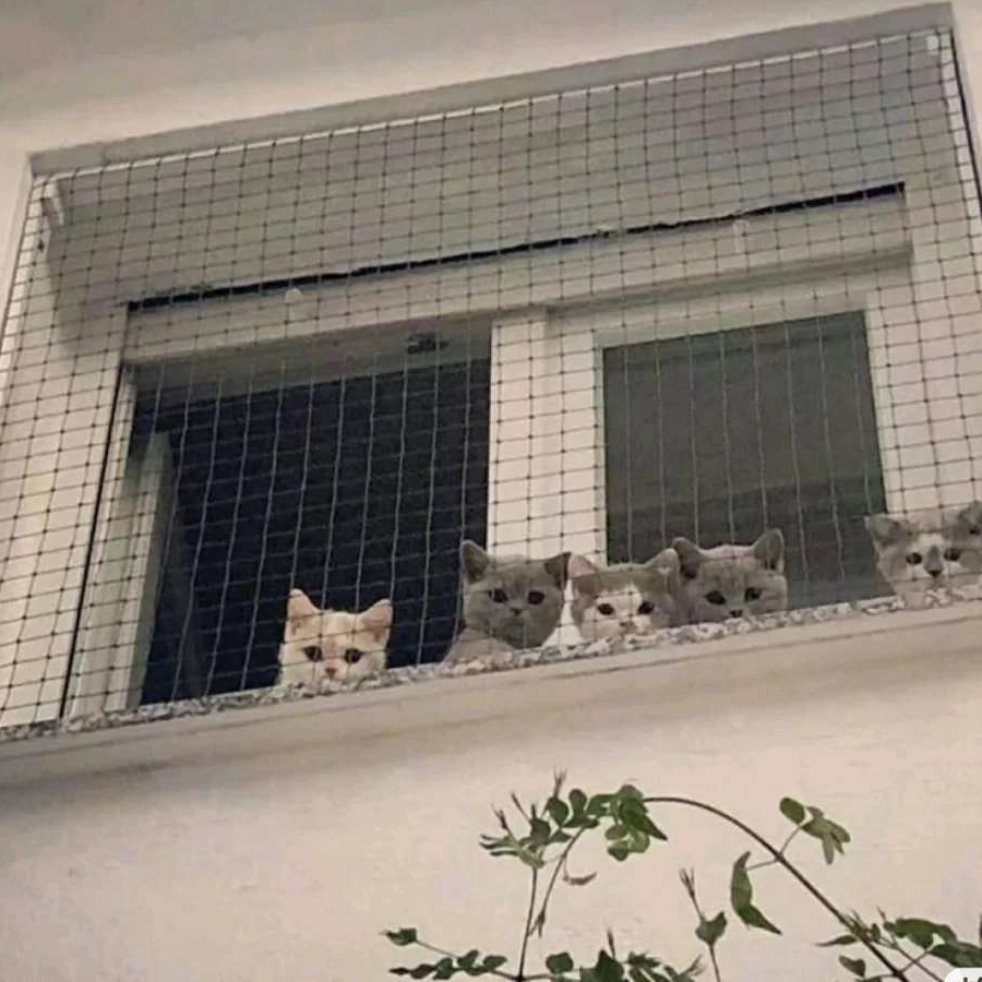 麻球