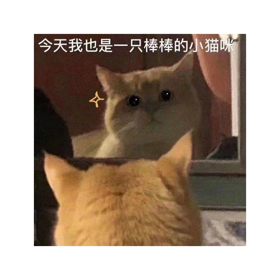 墨鱼