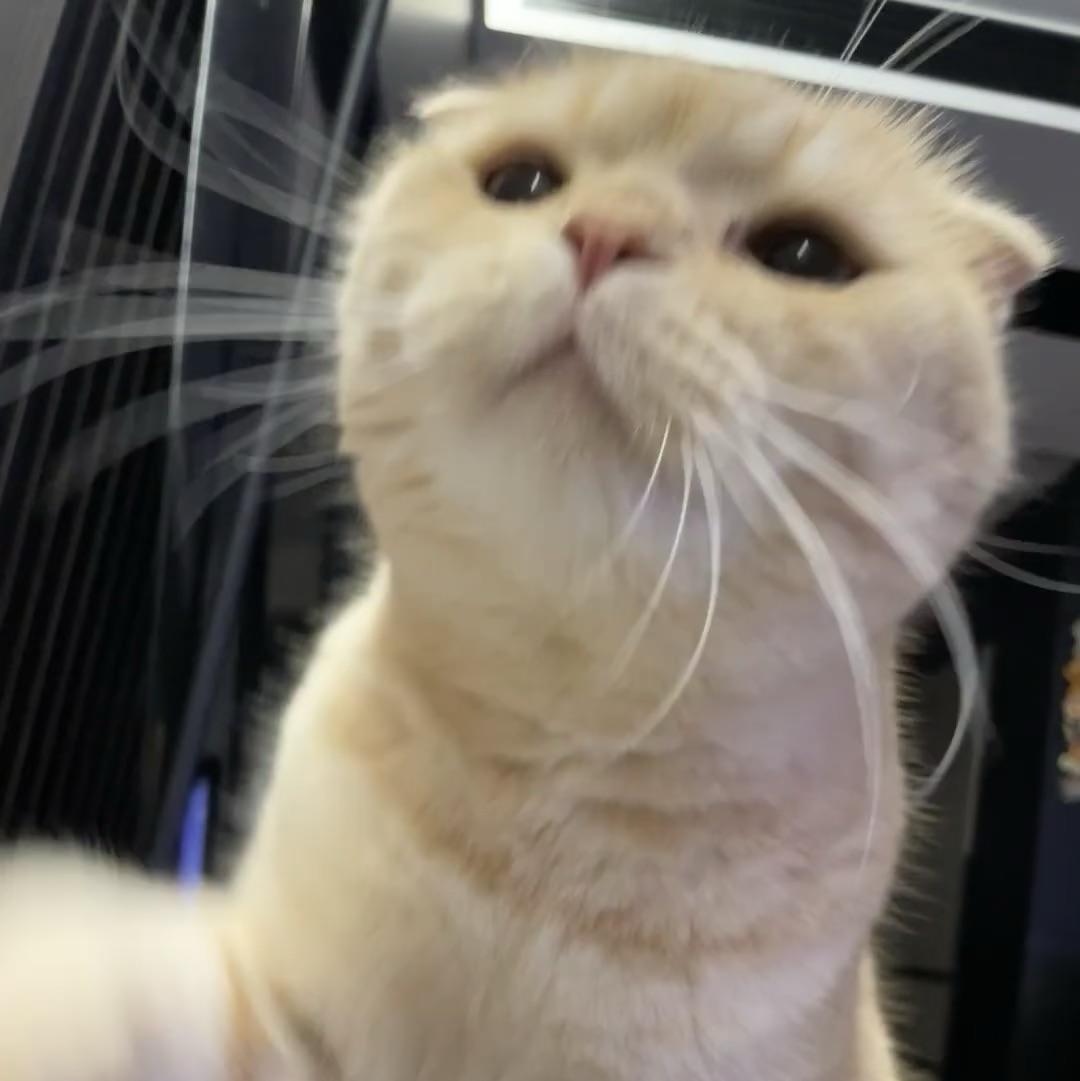 躺平的程序猿