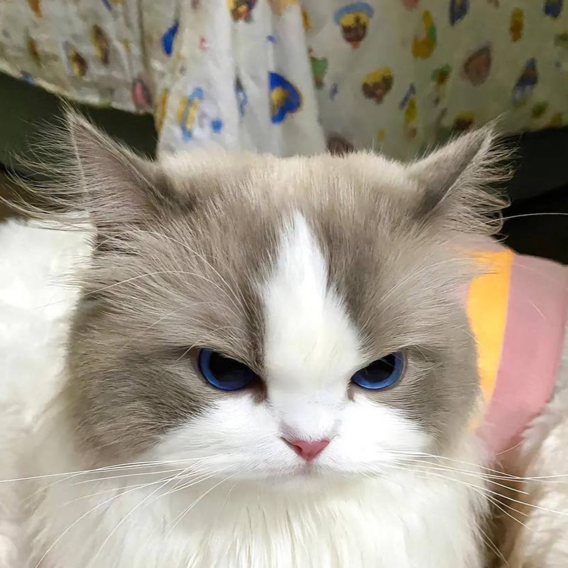 明明如月