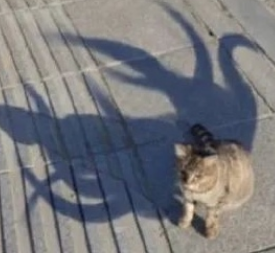 青苑