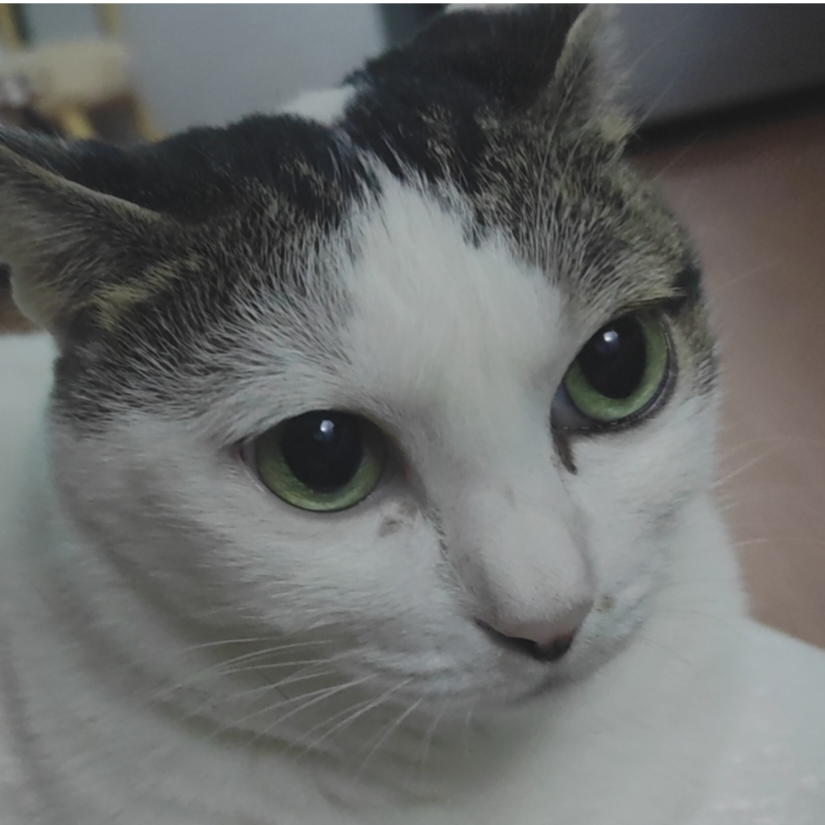 蒜爆肥肠