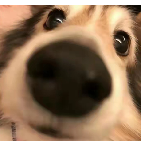 白菜